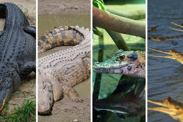 Alligator vs Crocodile vs Caiman vs Gharial