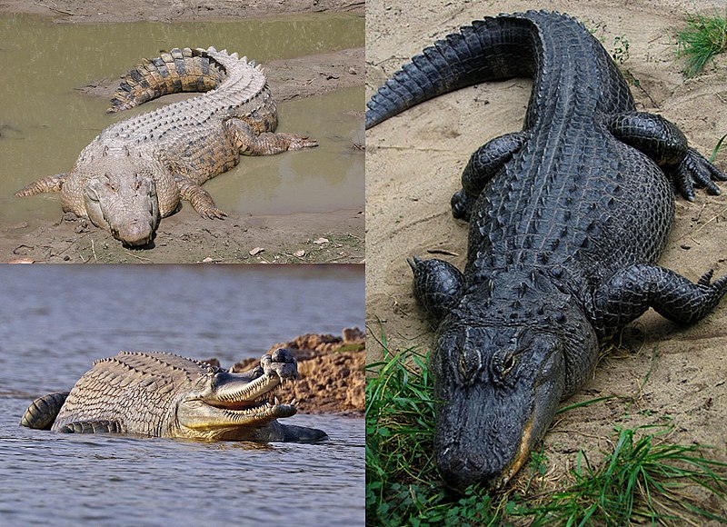 Alligator vs. Crocodile vs. Caiman vs. Gharial
