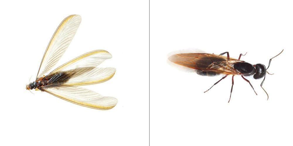 Flying Ants vs. Termites