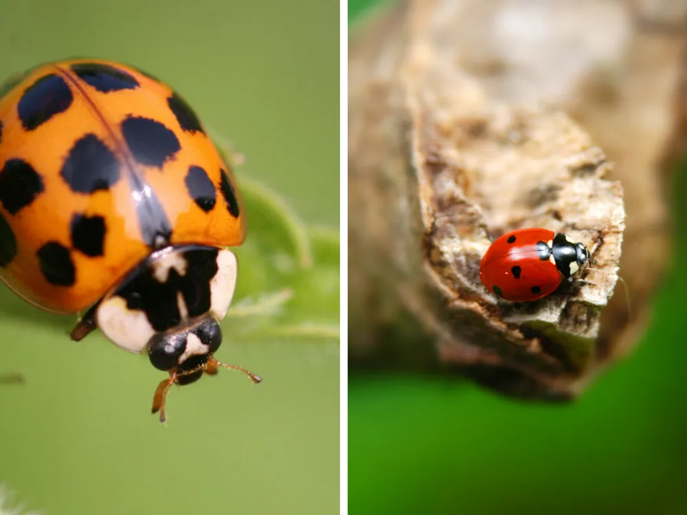 Lady Bug vs Asian Lady Beetle