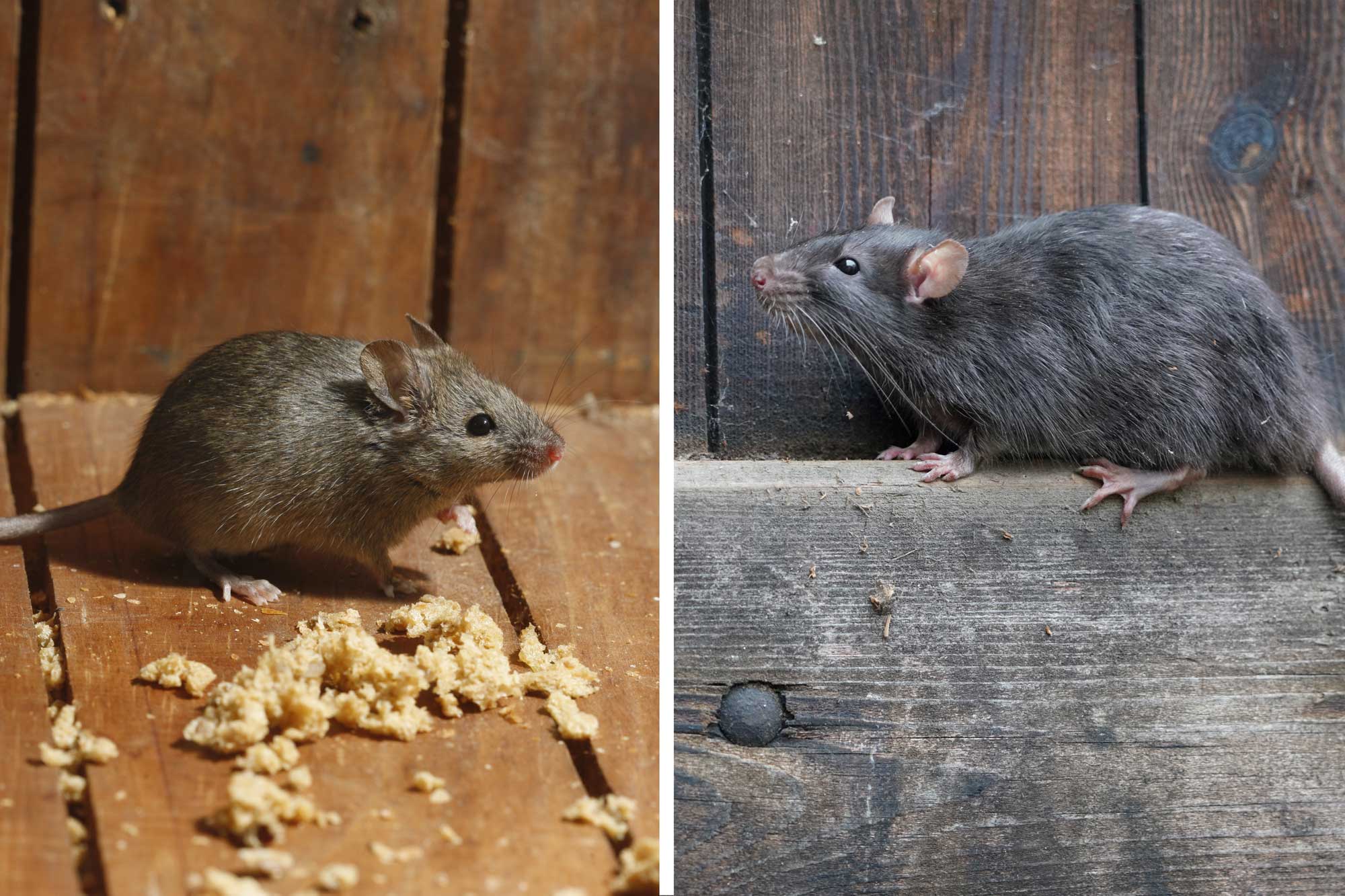 rats vs. mice