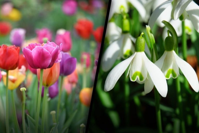 tulips vs. snowdrops