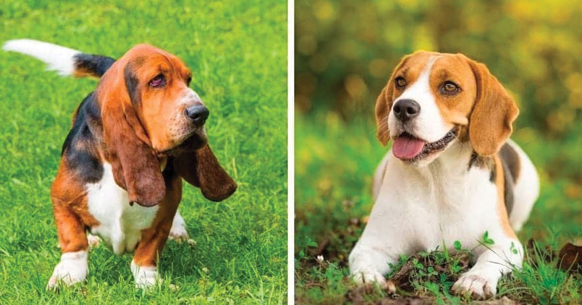 Basset Hound VS. Beagle