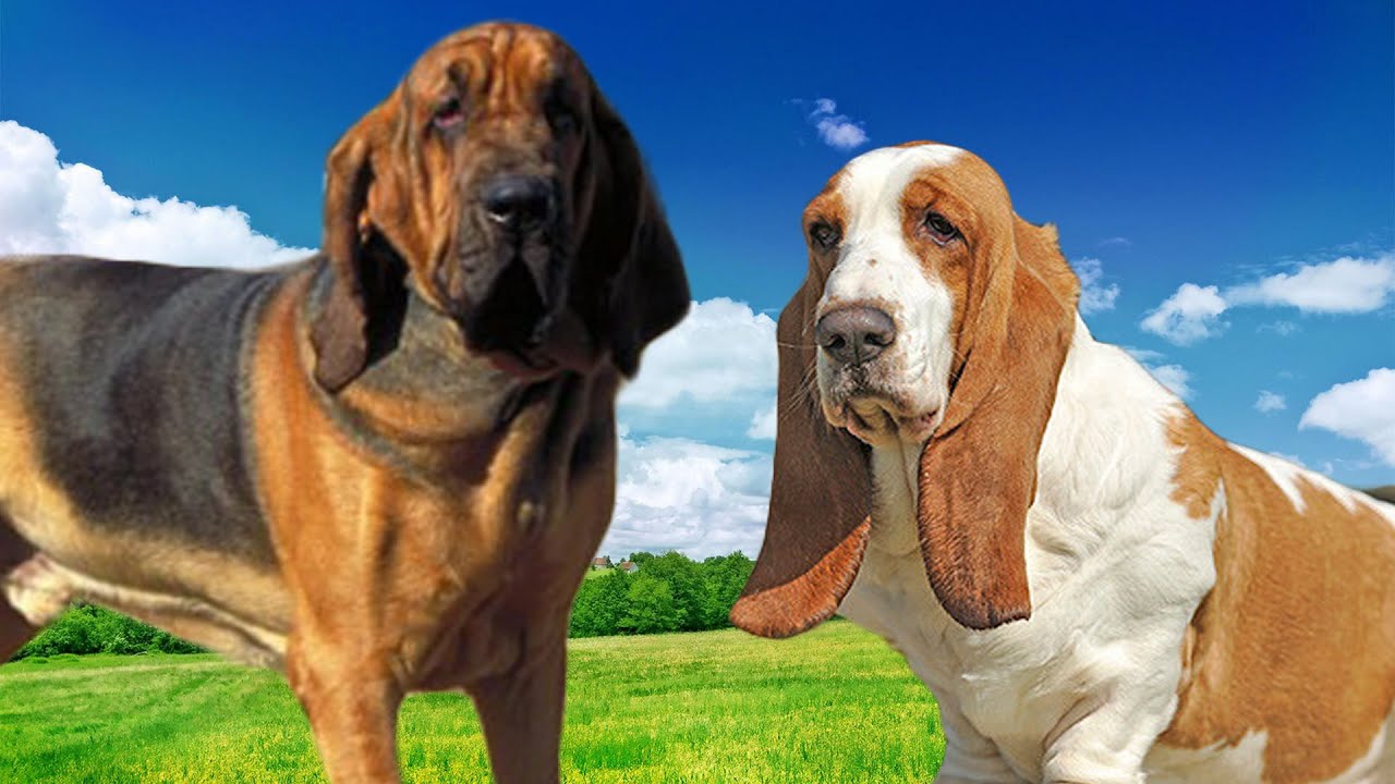 Basset Hound vs. Bloodhound