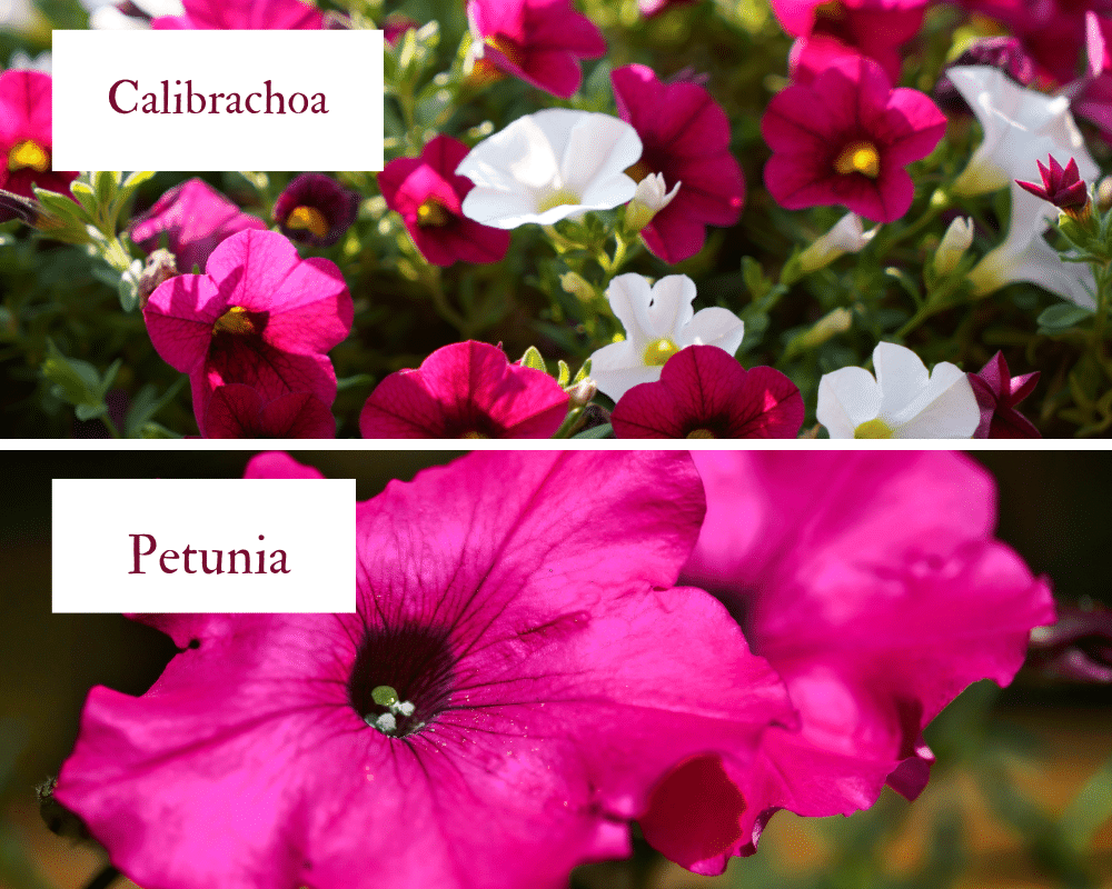 Calibrachoa vs Petunia