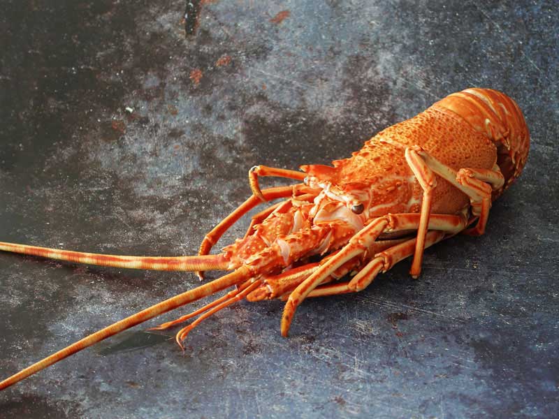 Crawfish vs. Crayfish