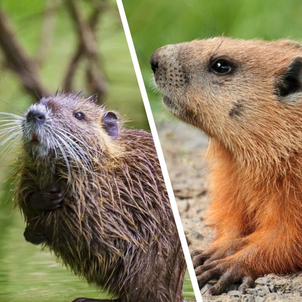Groundhog vs. Muskrat