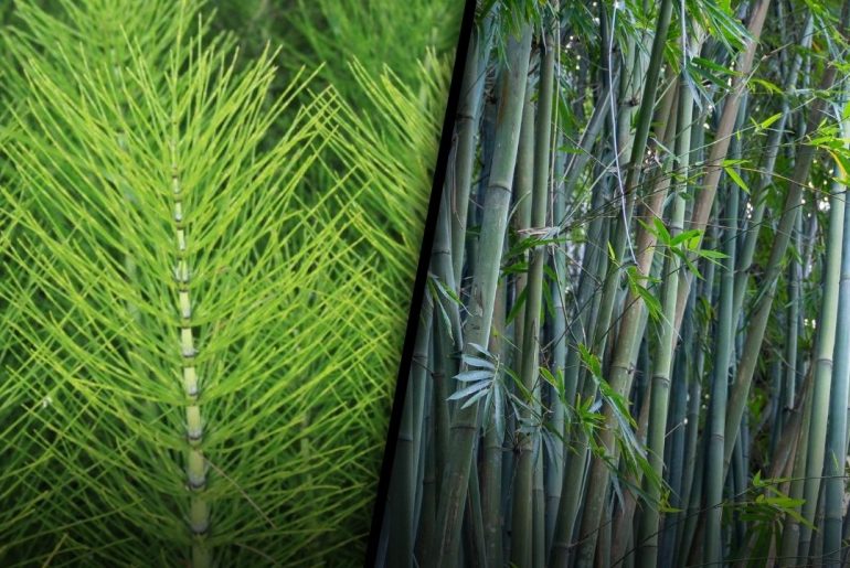 Horsetail vs. Bamboo