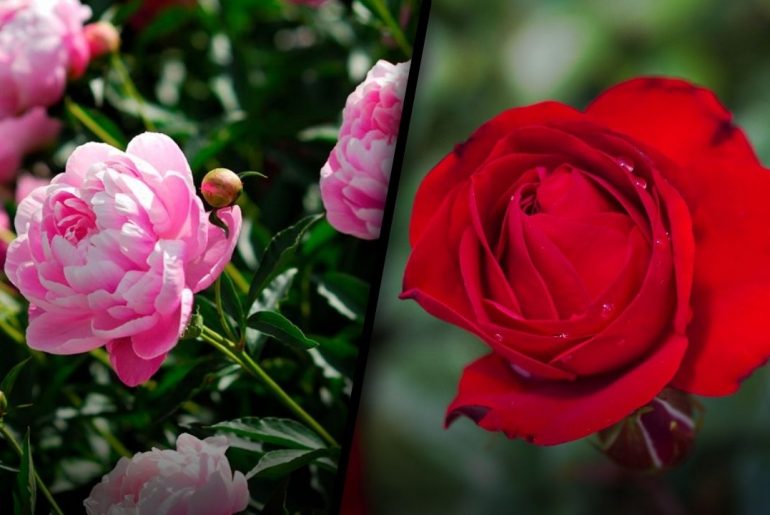 Peonies vs. Roses