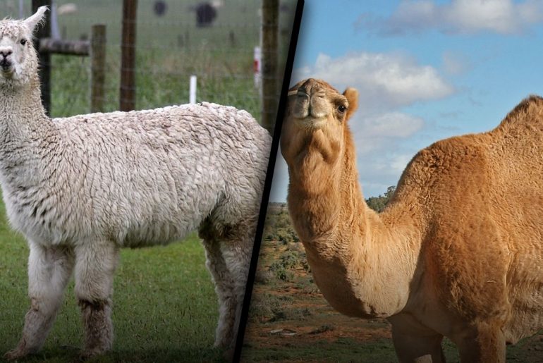 Llama vs Camel