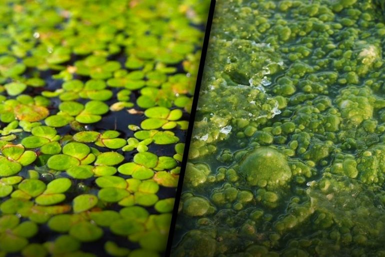Duckweed vs Algae