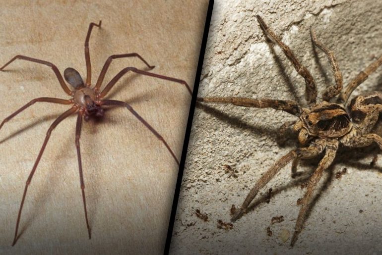 Brown Recluse vs Wolf Spider