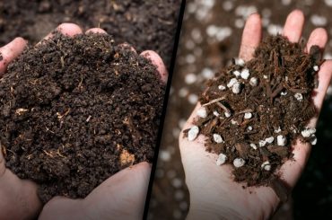 Garden Soil vs Potting Soil