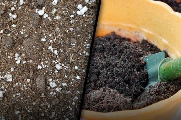 Potting Soil vs Potting Mix