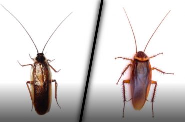 Wood Roach vs Cockroach