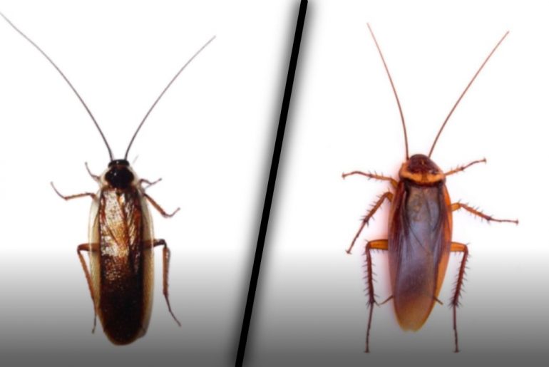 Wood Roach vs Cockroach