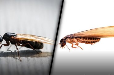 Signs of Carpenter Ants vs Termites