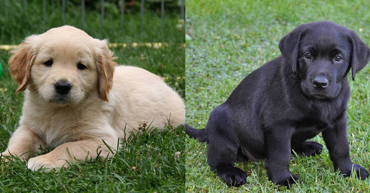 labrador vs golden retriever puppy
